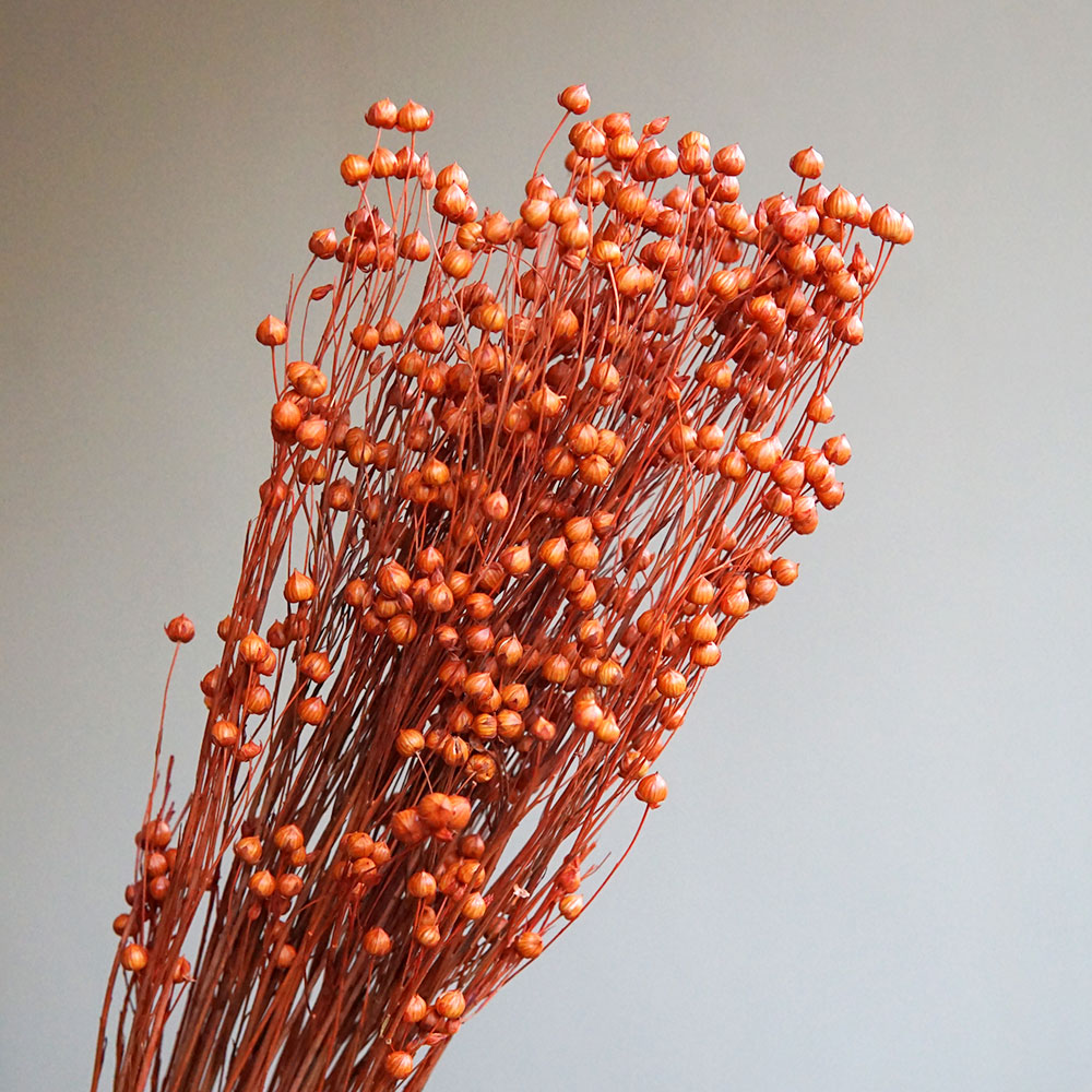 35g/Preserved Ormosia Hosiei N - Dried Flower Bouquet ulasan dan harga