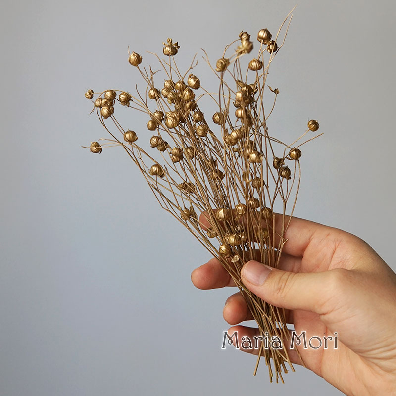 5g/Preserved Flax Bean Natural - Dried Flower Bouquet ulasan dan harga