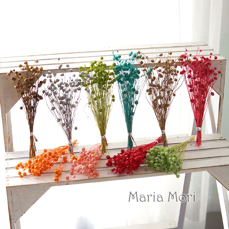 5g/Preserved Flax Bean Natural - Dried Flower Bouquet ulasan dan harga