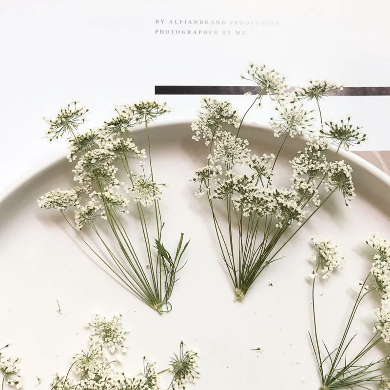 5-7cm/12pcs,Snow Tiny Flowers  - Dried Flower Bouquet ulasan dan harga