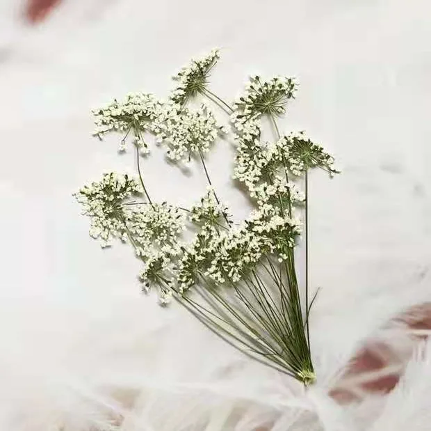 5-7cm/12pcs,Snow Tiny Flowers  - Dried Flower Bouquet ulasan dan harga