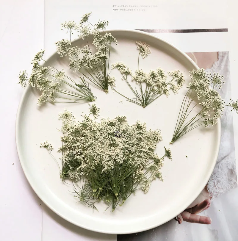 5-7cm/12pcs,Snow Tiny Flowers  - Dried Flower Bouquet ulasan dan harga