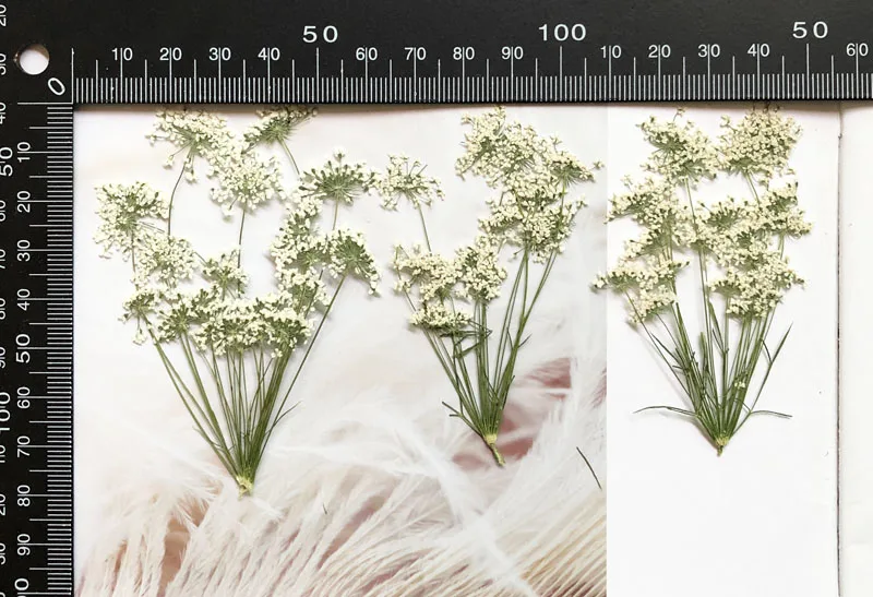 5-7cm/12pcs,Snow Tiny Flowers  - Dried Flower Bouquet ulasan dan harga