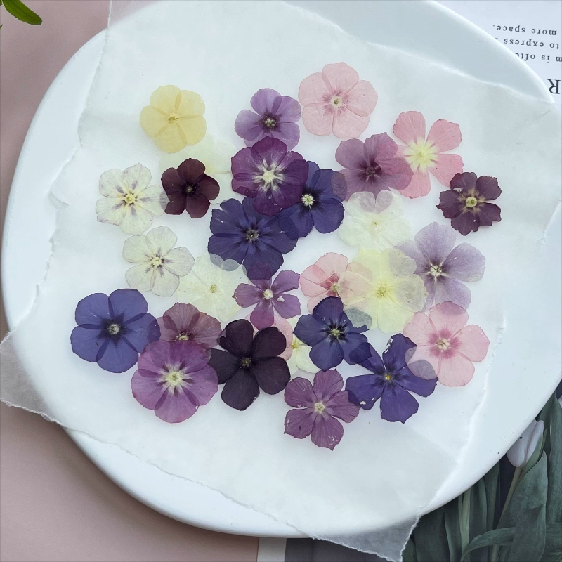 12pcs,Semi-Transparent Niche P - Dried Flower Bouquet ulasan dan harga