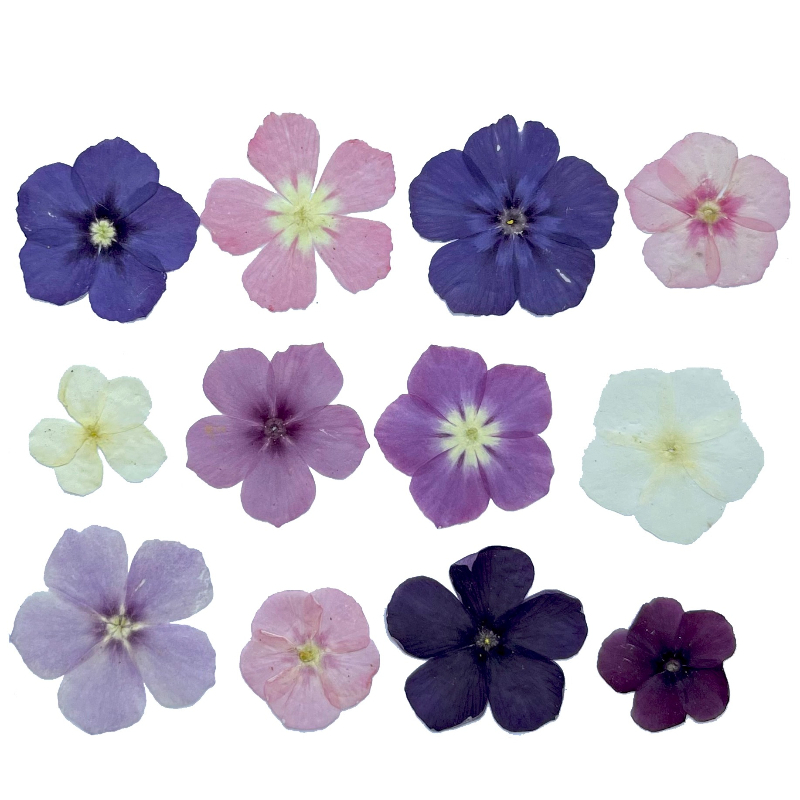 12pcs,Semi-Transparent Niche P - Dried Flower Bouquet ulasan dan harga